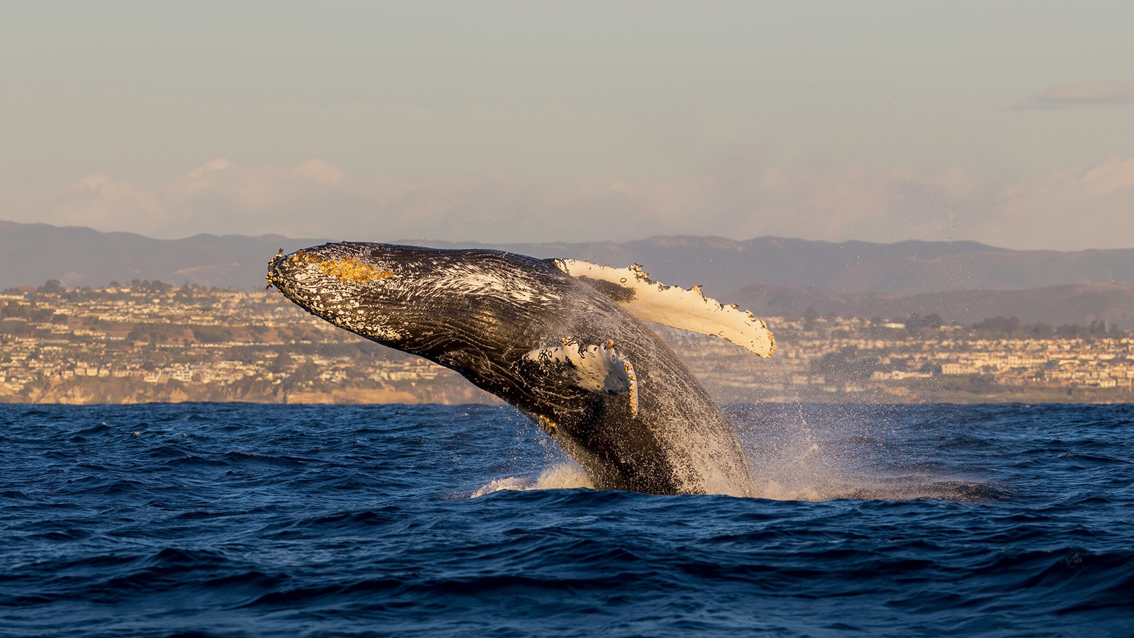 Whale breaching