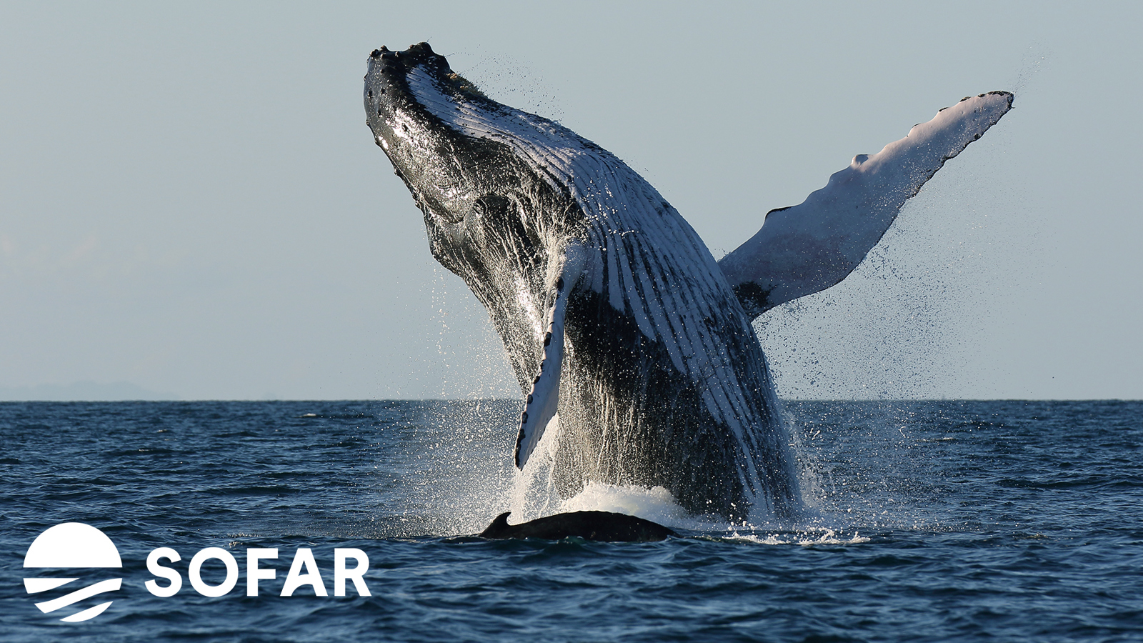 SOFAR Whale