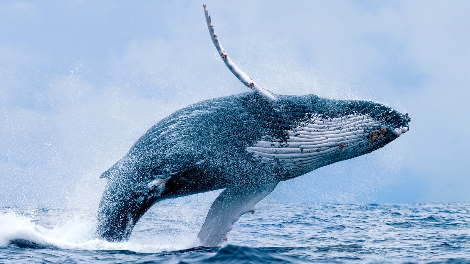 Humpback Whale Is 510954971 Paulwolf