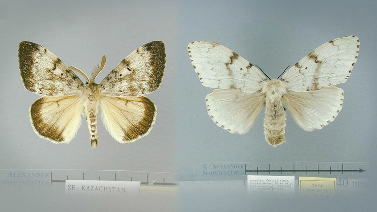 Flighted spongy moths