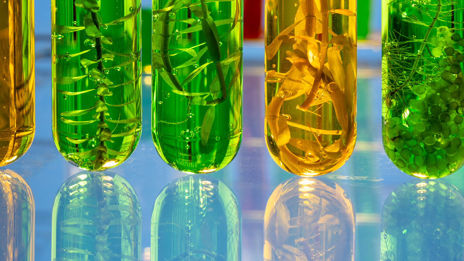 Green and yellow liquids in test tubes