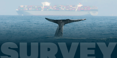 Whale Strike Mitigation Survey