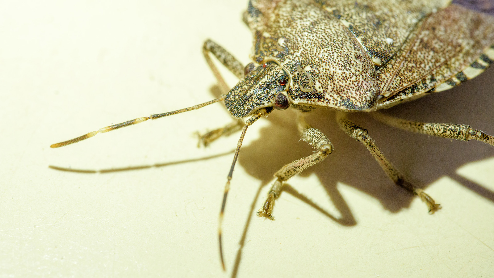 Brown marmorated stink bug