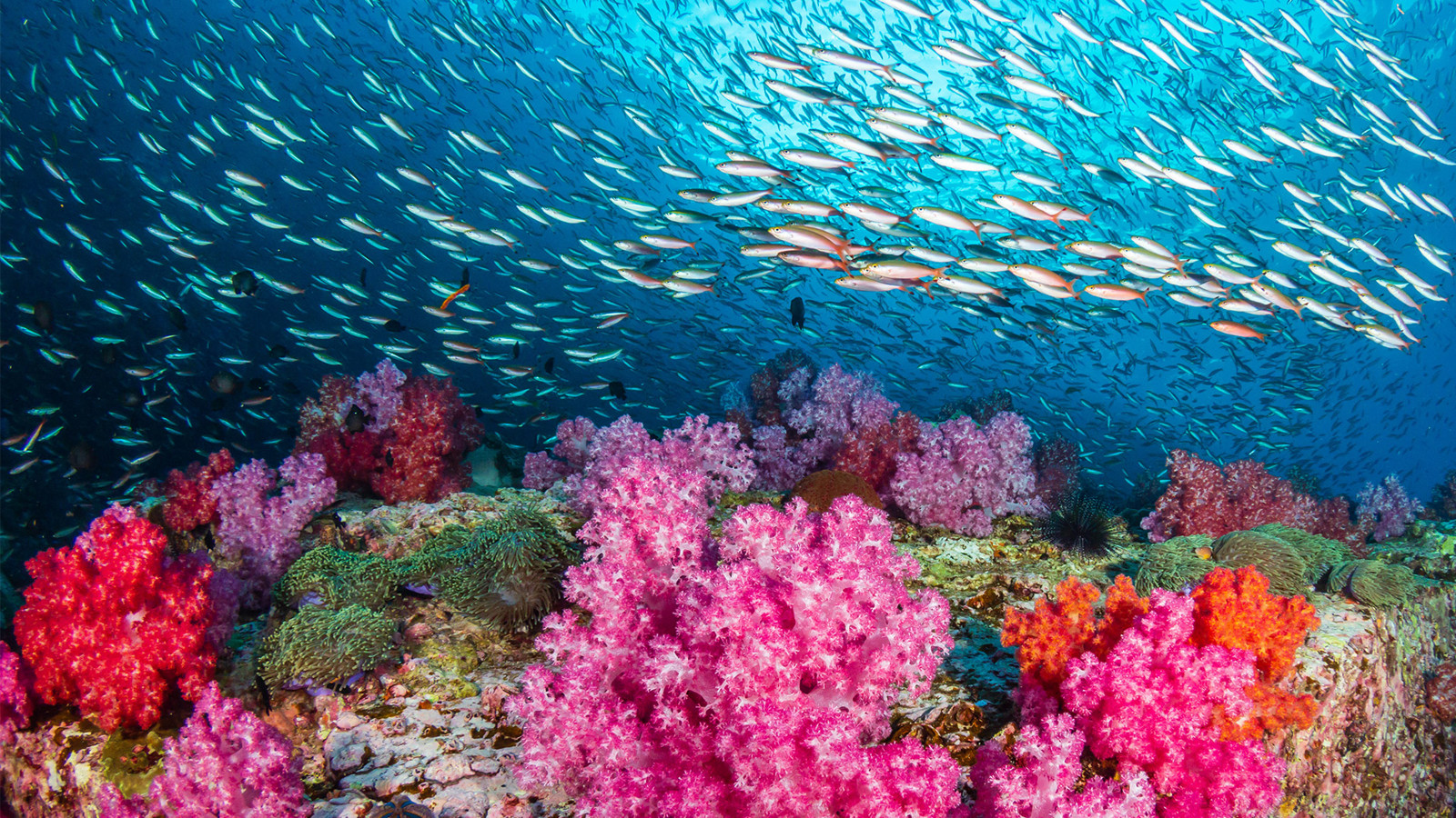 Colourful coral reef