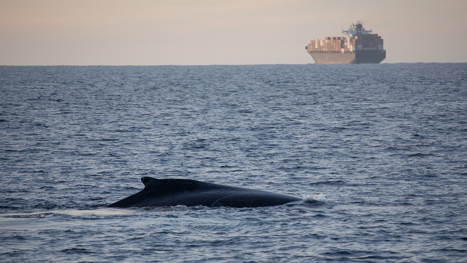 Whale with container ship in distance